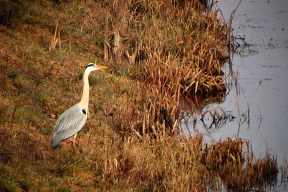 Раскіданае гняздо: як беларусы па абодва бакі мяжы пазбаўленыя права жыць напоўніцу