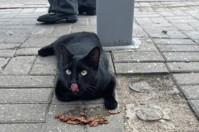 «Не узаконивайте убийства! Ответственность на людях. Государство, где приюты?»